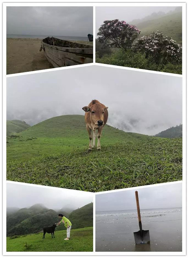 5月1日，陽西藍袍藍看海，陽春雞籠頂?shù)巧劫p高山杜鵑